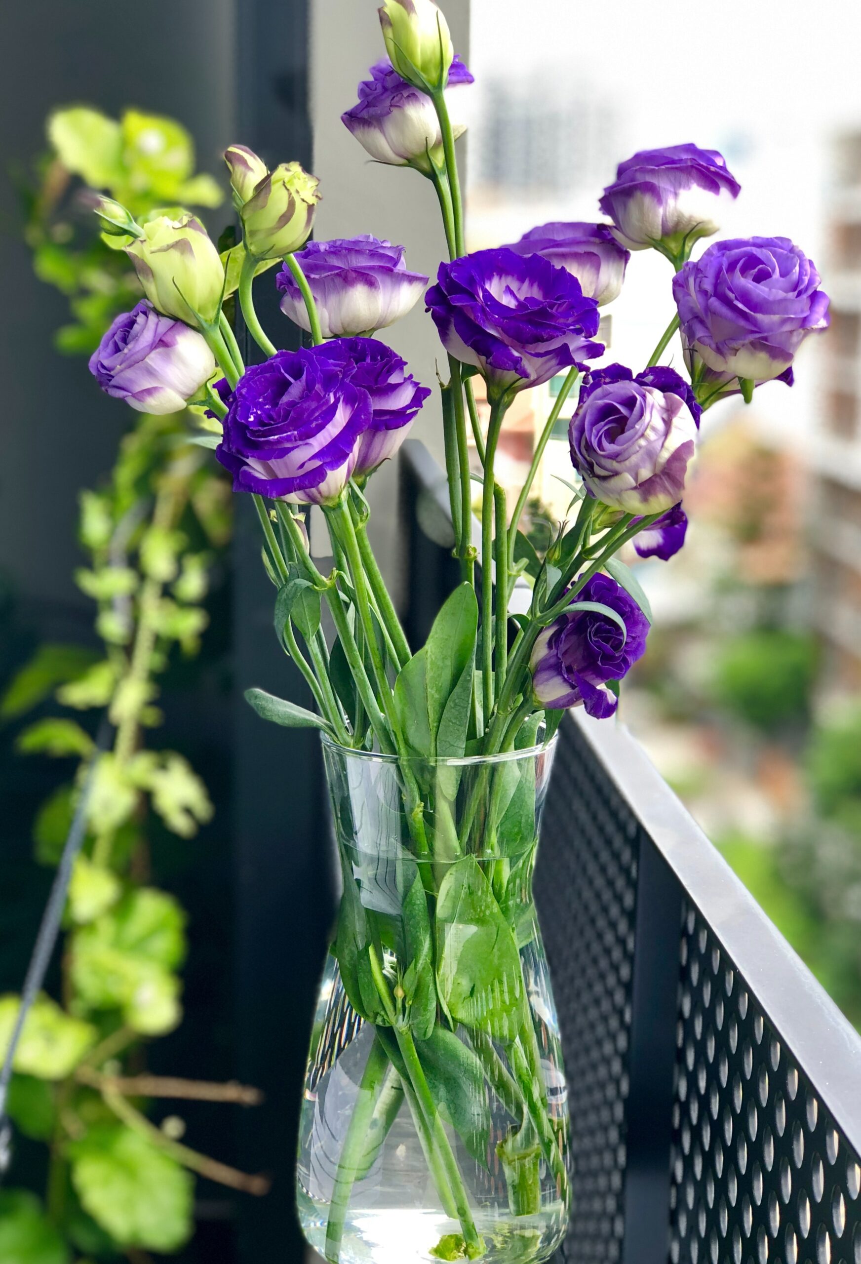 beautiful purple flowers